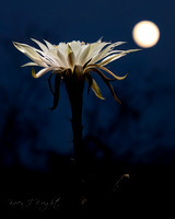 2025 Bloom Night
