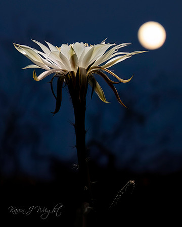 KWright_Moondance