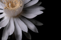 DSCF2547