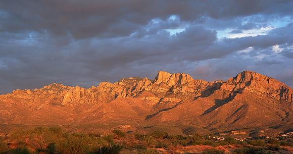 Crimson Catalinas A