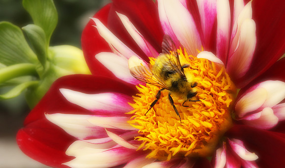 Dahlia's Delight