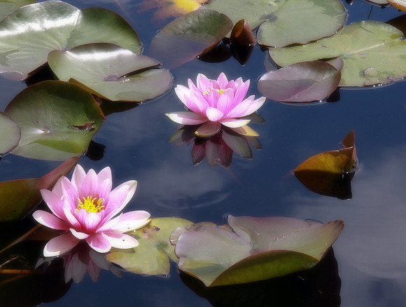 Soft Reflections
