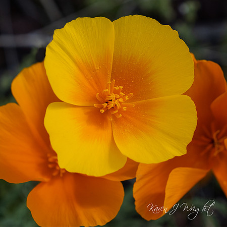 DSCF6070_KWright