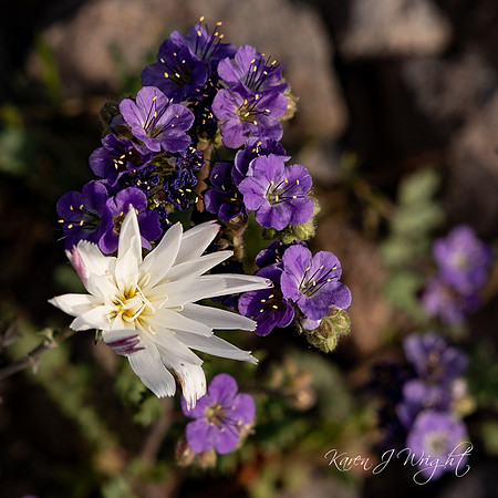 A Little Chicory