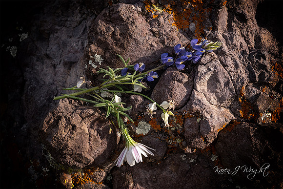 Discarded Bouquet