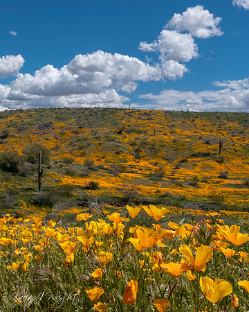 Poppies Everywhere