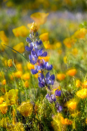 Lupine amongst the Gold