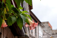 DSCF4256