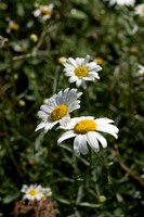 DSCF2311