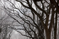 Enchanted Forest