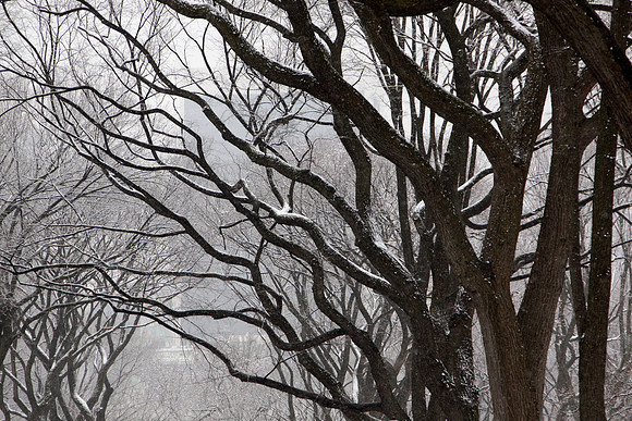 Enchanted Forest
