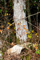 DSCF2642