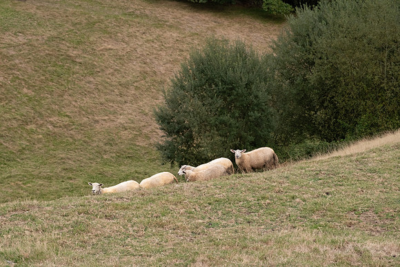 DSCF2683