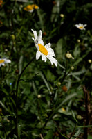 DSCF2314