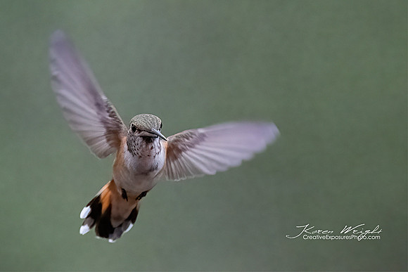 Free Flight