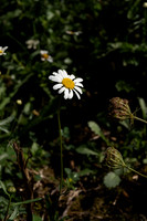 DSCF2313