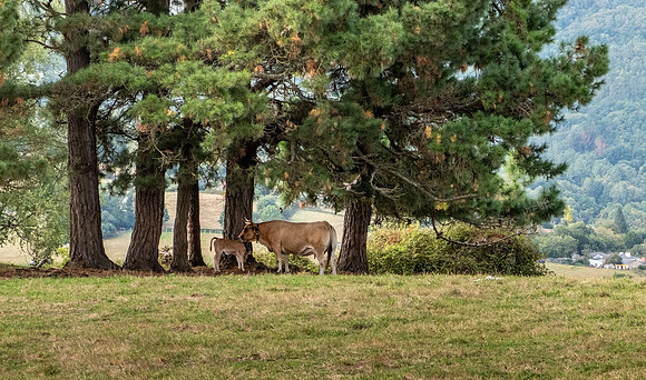 DSCF2588