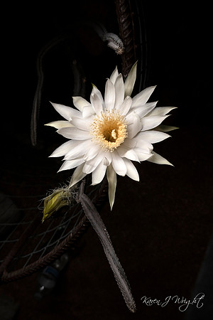 1997-0005A_250609_DVT_5