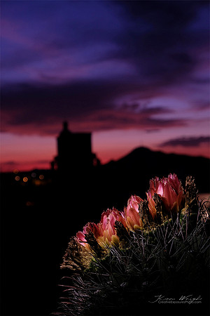 Sunset Blossoms