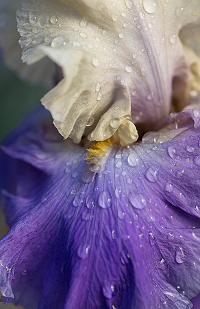 Morning Dew