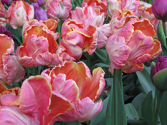 Parrot tulips_16x32