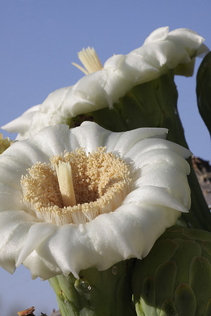 Giant's Blossom