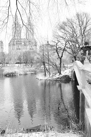 Winter Beauty