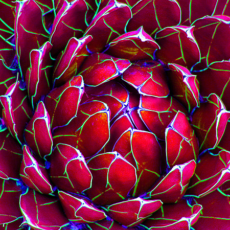 Burst of Color Red