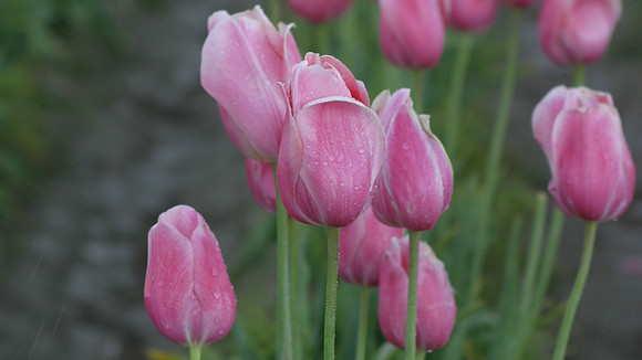 8203 pink tulips
