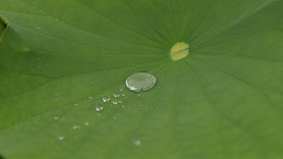 9382 lotus leaf 10x7