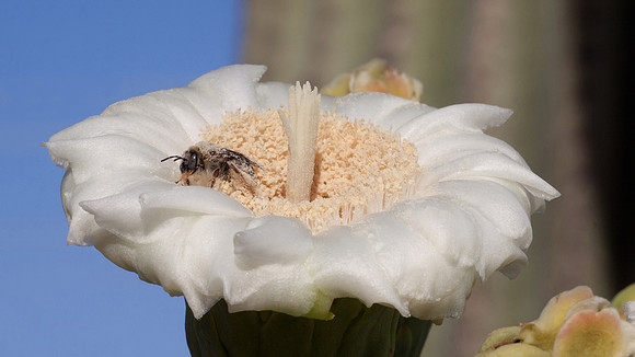 Bee's Bath