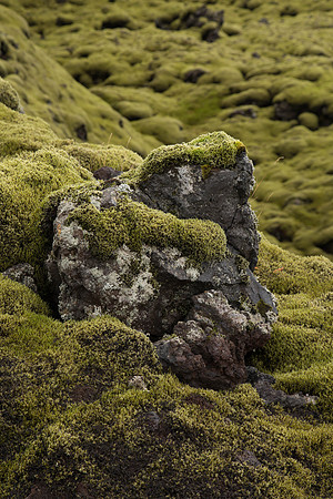 Eldhraun Lava field_IMG_7264
