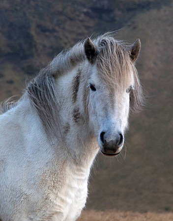 Iceland Horse_IMG_1245