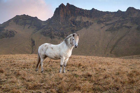 Iceland horse posing_IMG_1244