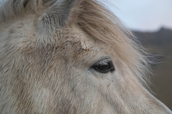 Iceland Horse_IMG_1259