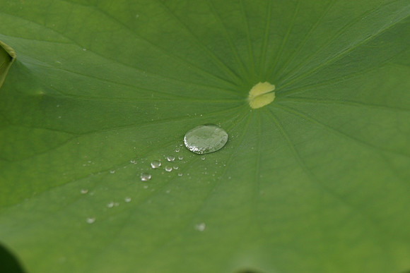 Lotus Leaf