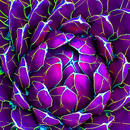 Burst of Color Purple