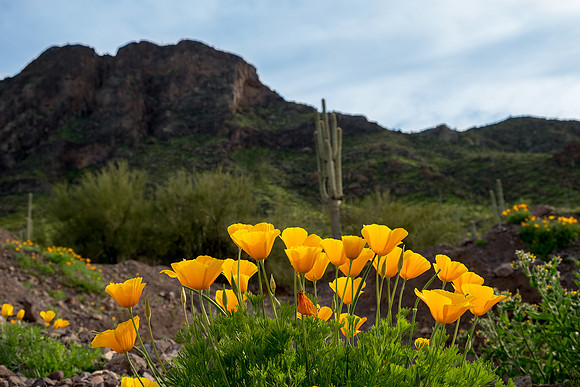 Picacho Poppies