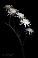 DSCF2505_fb