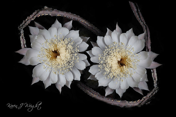 Duality