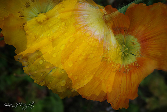 Karen_Wright_Delicate Dew